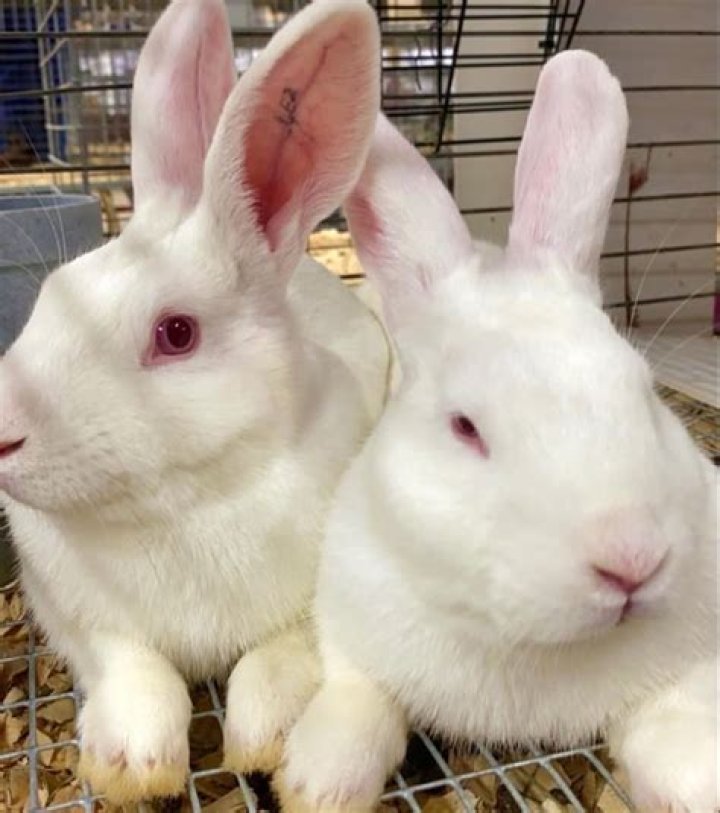 Are albino bunnies rare?