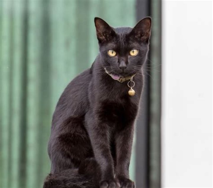 Are all black cats male?