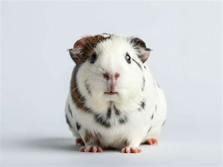 Are all white guinea pigs rare?