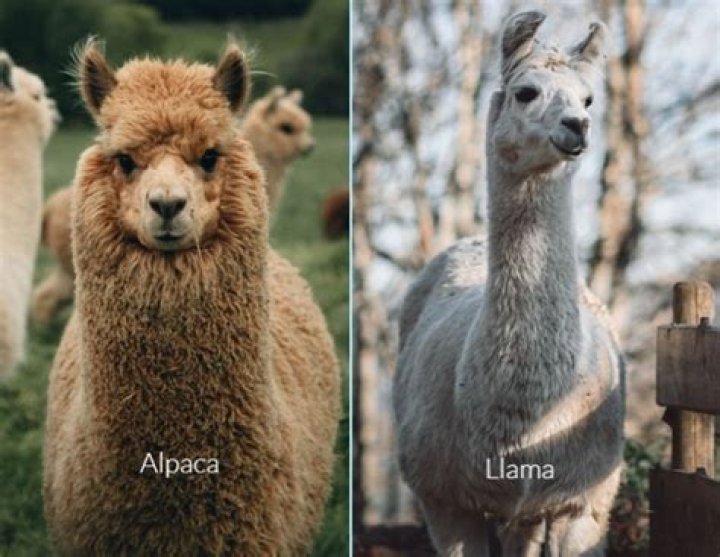 Are alpacas affectionate?