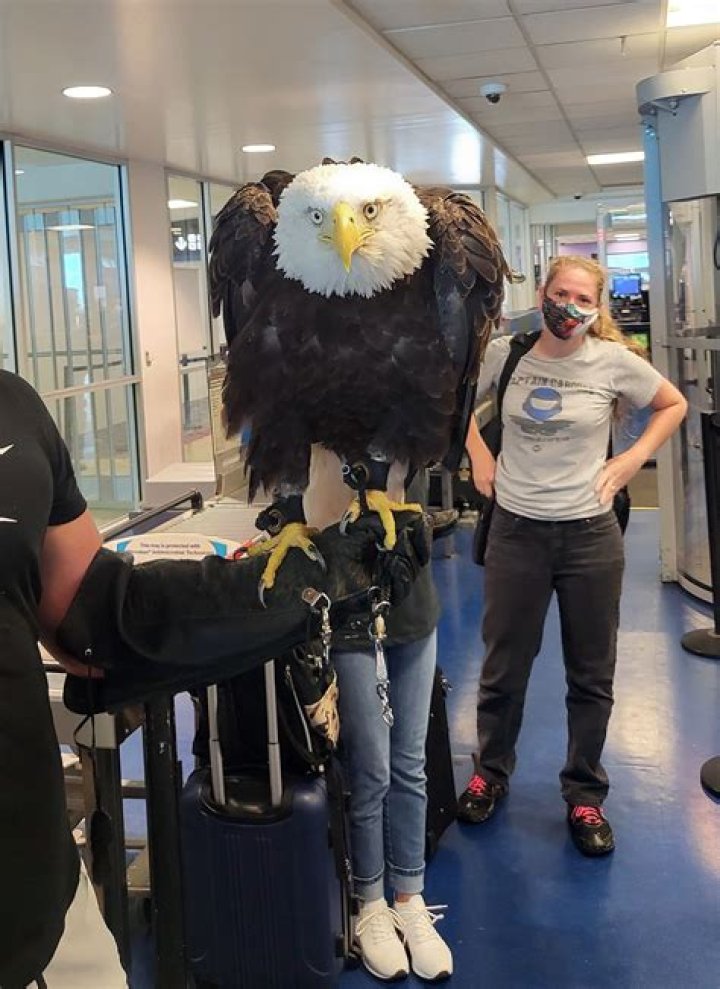 Are bald eagles friendly?