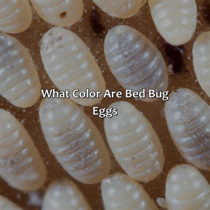 Are bed bug eggs black?