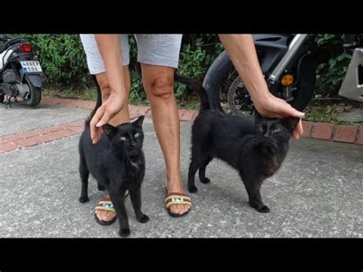 Are black cats friendlier than cats?