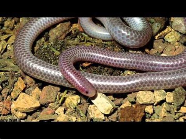Are Blind snakes blind?