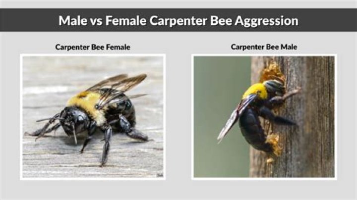 Are carpenter bees aggressive?