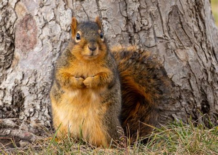 Are carrots bad for squirrels?