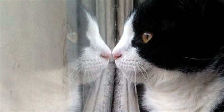 Are cats happier indoors or outdoors?