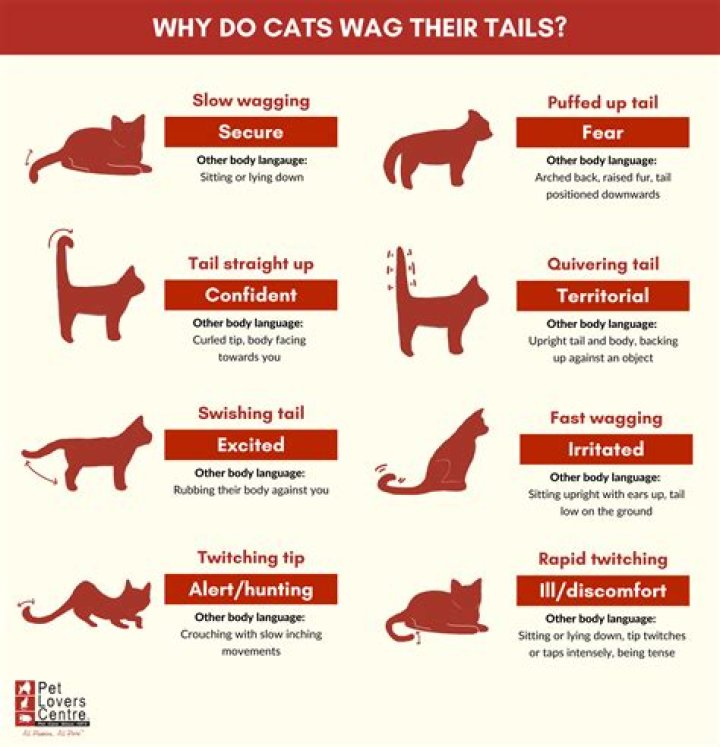 Are cats happy when they wag their tails?