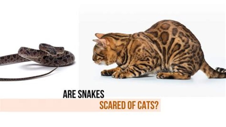 Are cats scared of foxes?
