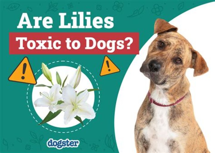 Are Cheetos toxic to dogs?