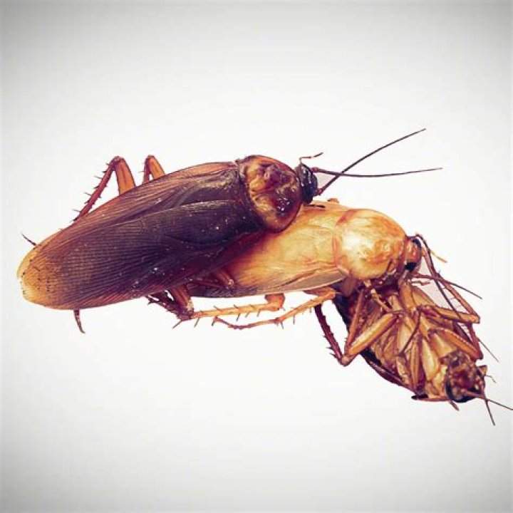 Are cockroaches asexual?