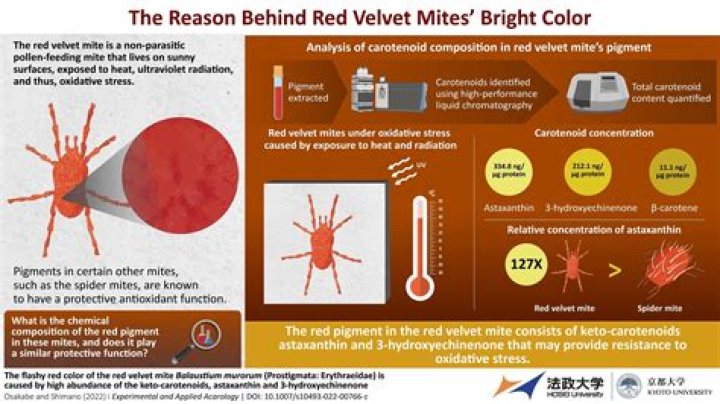Are concrete mites harmful?