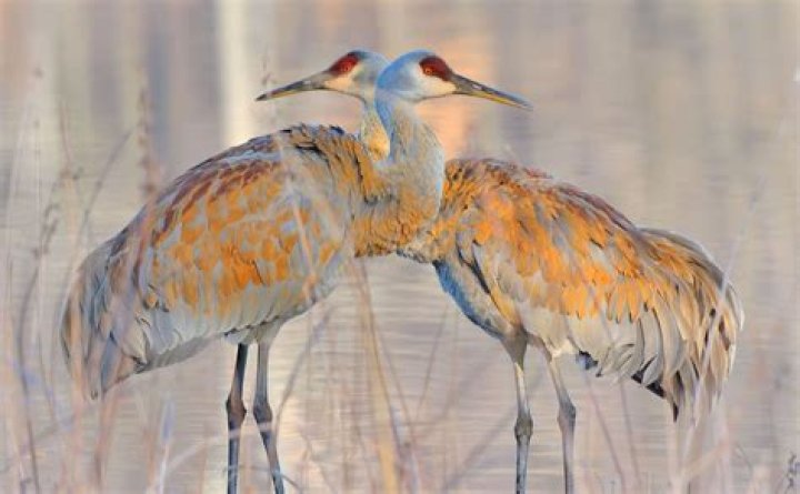 Are cranes pink?