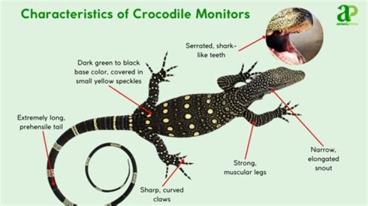 Are crocodile monitors good pets?