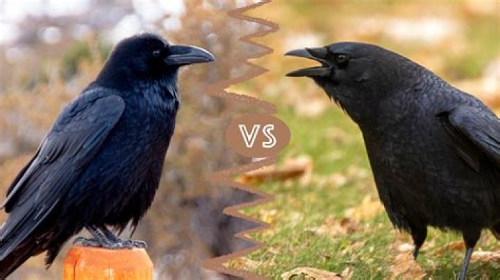 Are crows aggressive?
