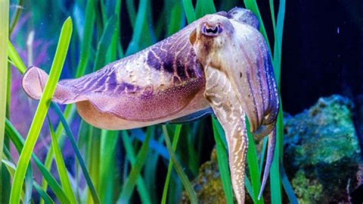 Are cuttlefish fishy?