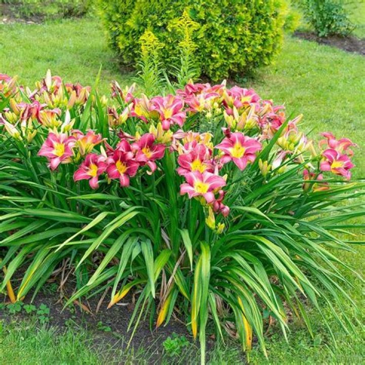 Are deer attracted to daylilies?
