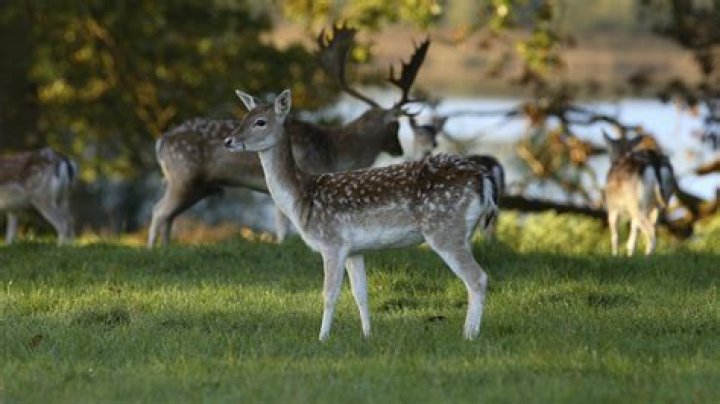 Are deers shy?