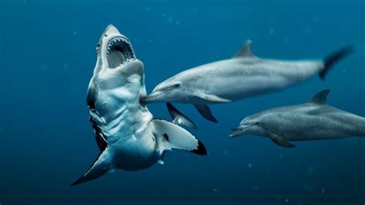Are dolphins afraid of sharks?
