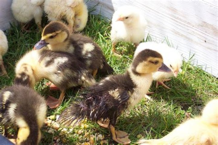 Are ducks easier to raise than chickens?