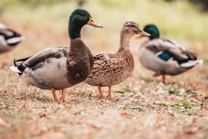 Are ducks high maintenance?