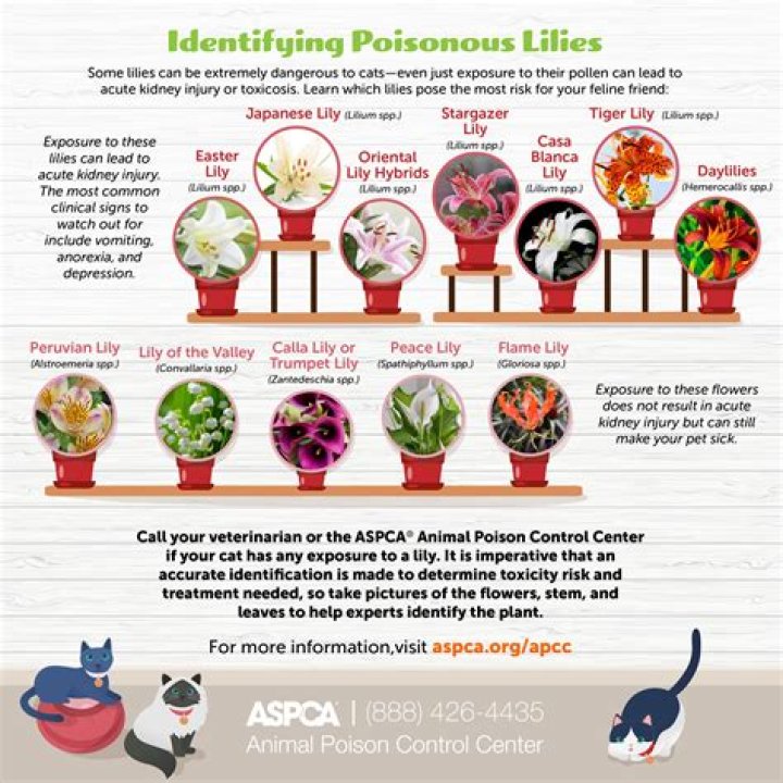 Are Easter lilies poisonous to cats?