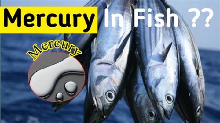 Are eggs high in mercury?