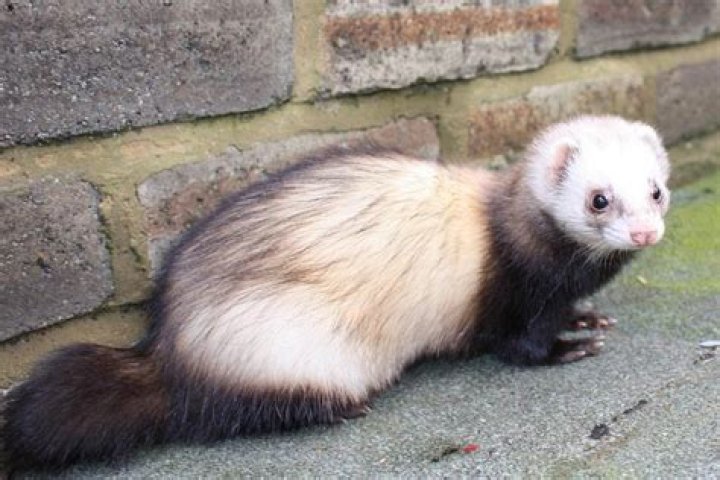 Are ferrets legal in California?