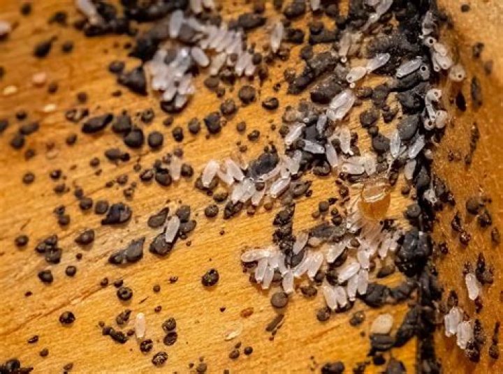 Are flea larvae black?