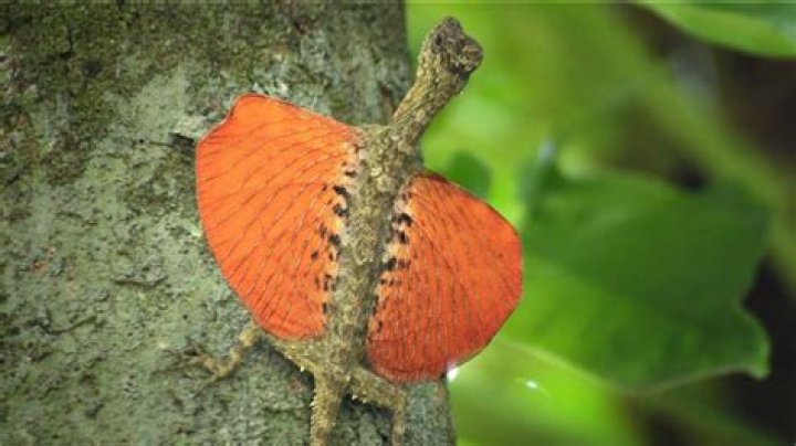 Are Flying Lizards real?
