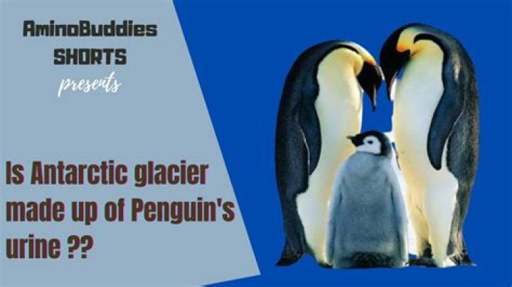 Are glaciers made of penguin urine?