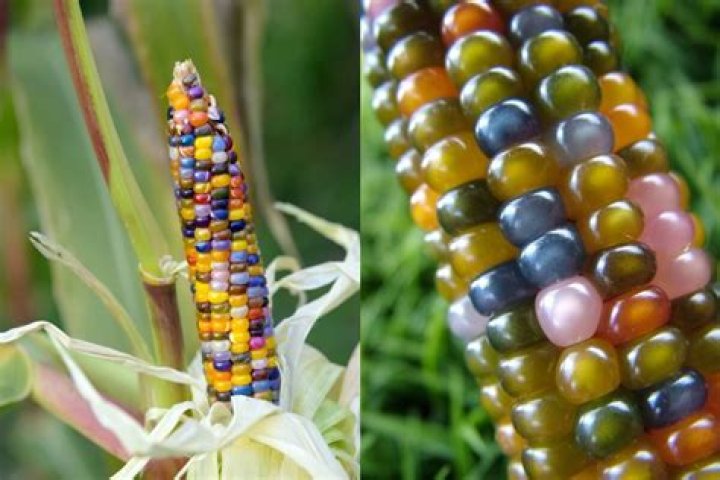 Are Glass gem corn real?