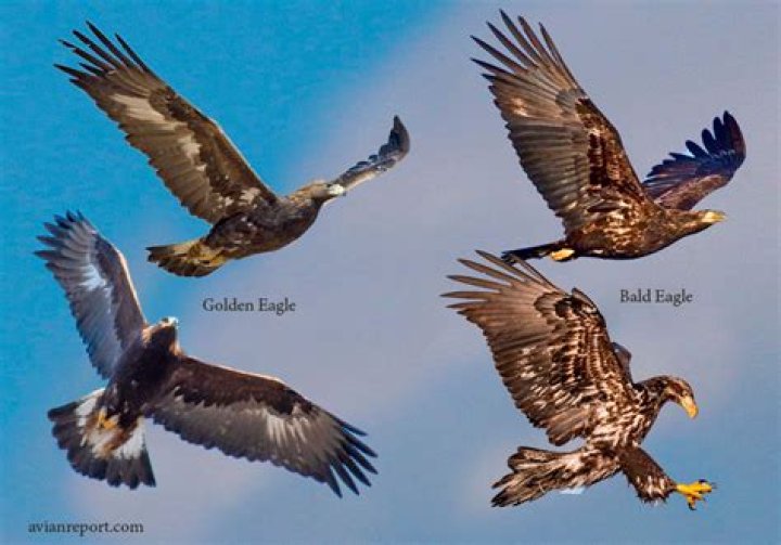 Are Gold Eagles pure gold?