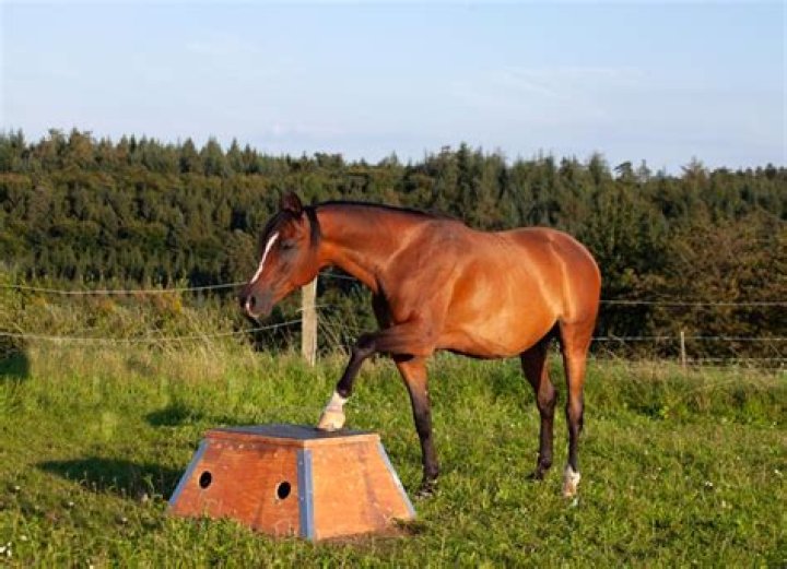 Are horses Smart?