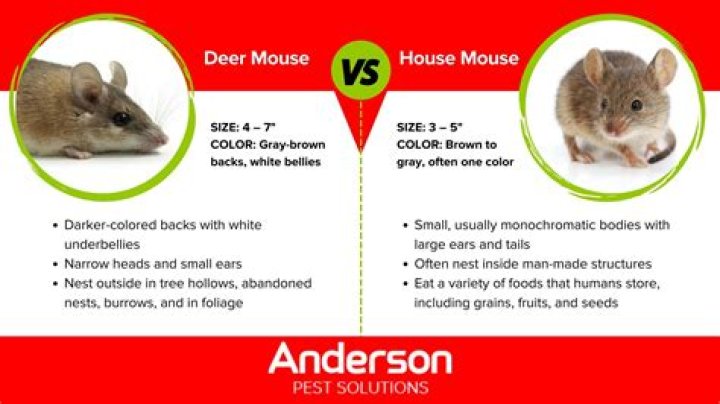 Are house mice cannibals?