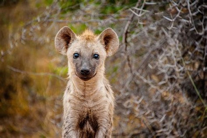 Are hyena in Arizona?