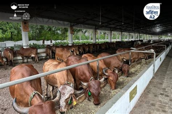 Are Indian cows A2?