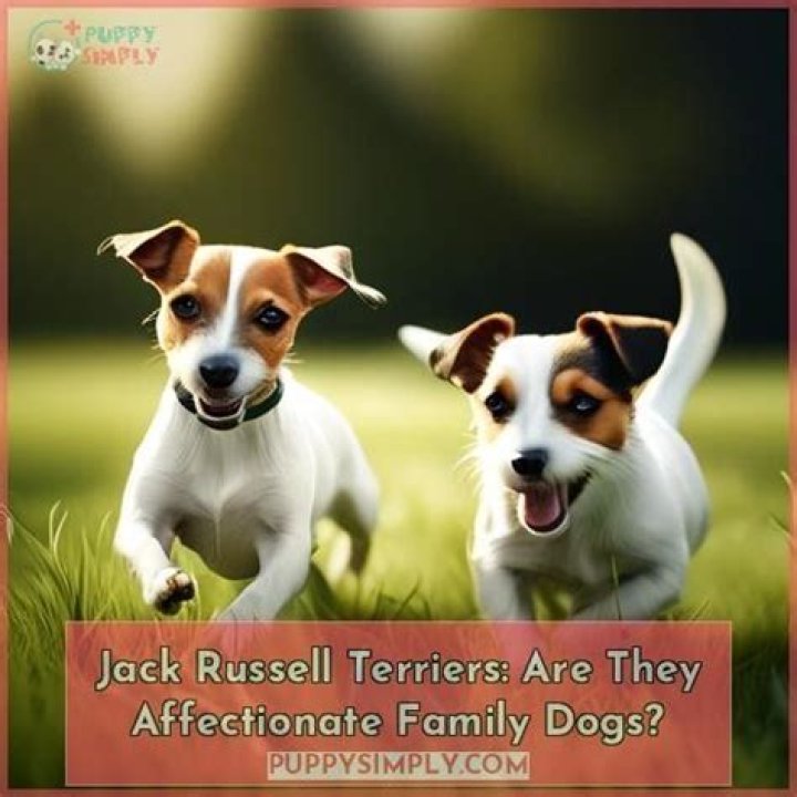 Are Jack Russells loyal?