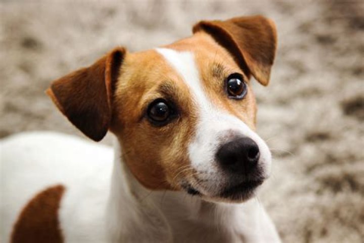 Are Jack Russells smart?
