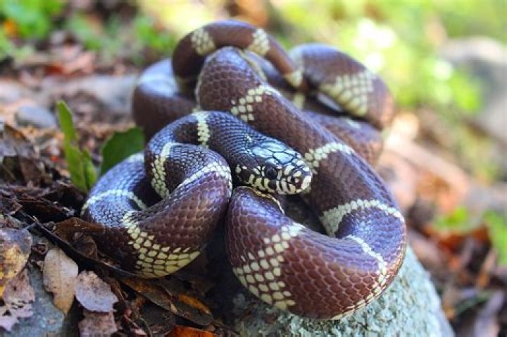 Are king snakes poisonous?
