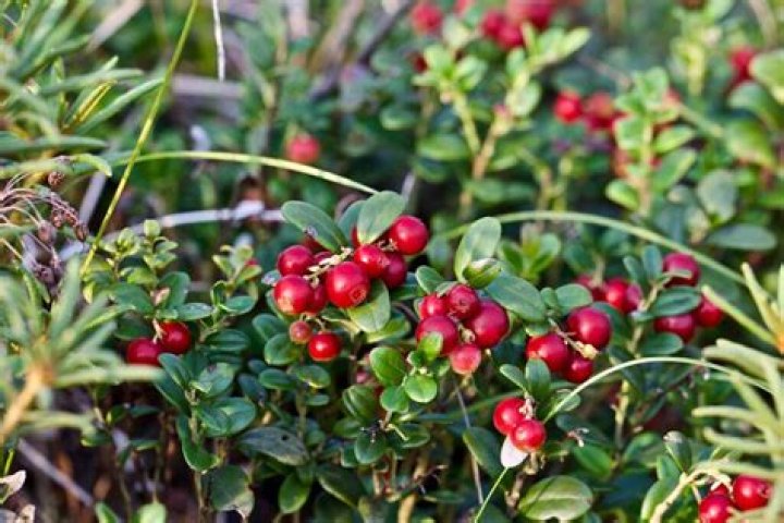 Are lingonberries poisonous?