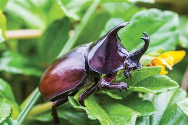 Are lipsticks made out of crushed beetles?