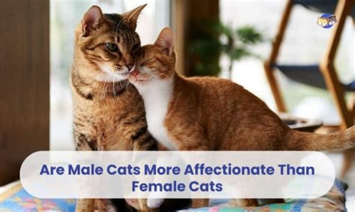 Are male or female rats more affectionate?