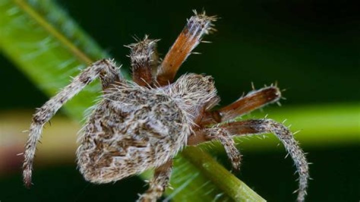 Are mirror spiders poisonous?