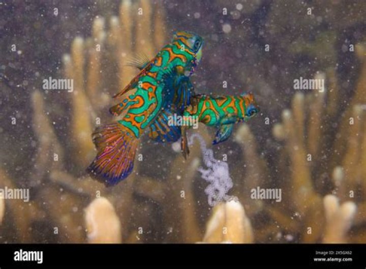 Are my angel fish mating?