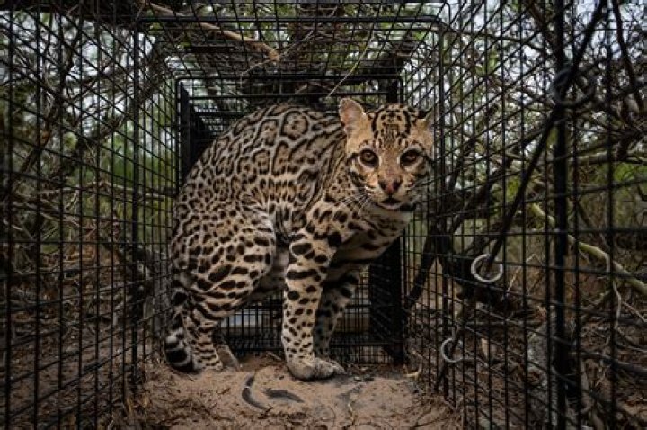 Are ocelots hostile?