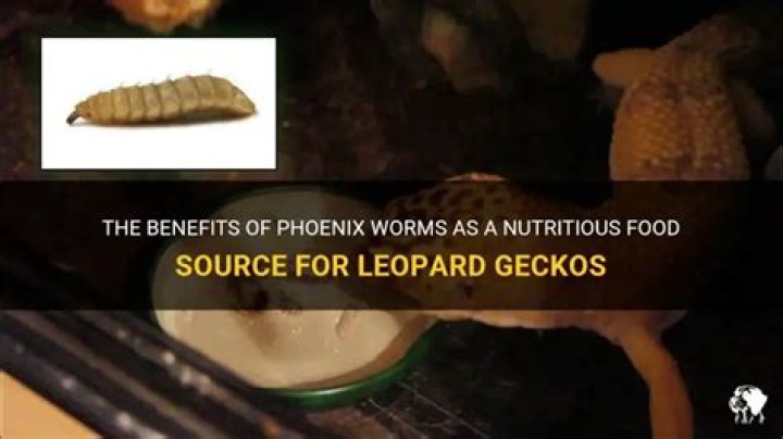 Are Phoenix worms good?