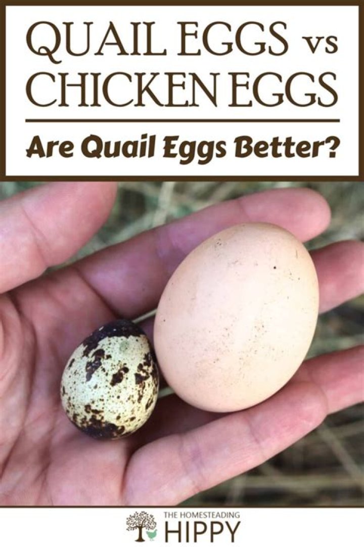 Are quail eggs expensive?