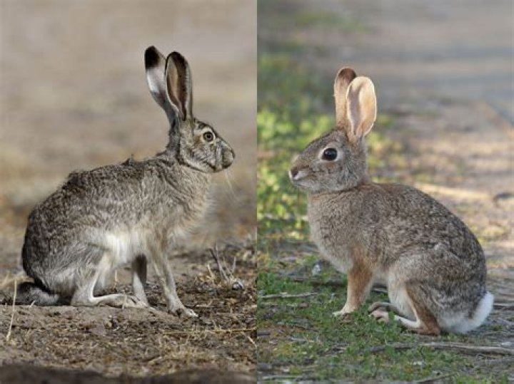 Are rabbits worth it in Stardew?