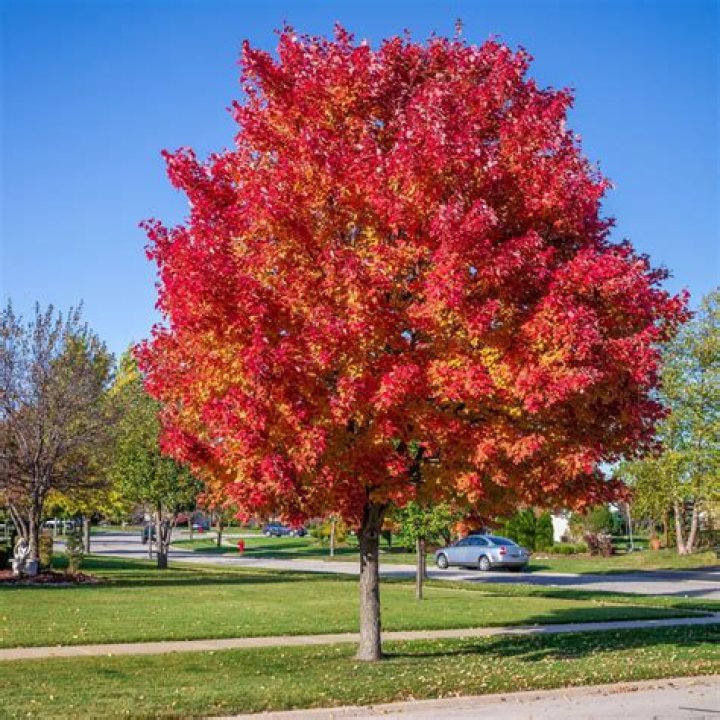 Are red maples good trees?